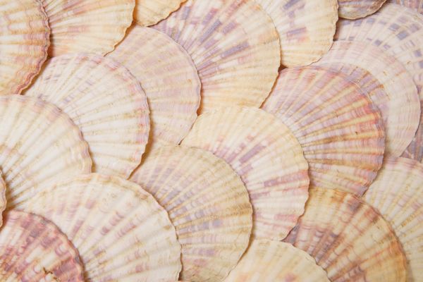The image shows a collection of overlapping seashells with a mix of pale pink and cream colors.