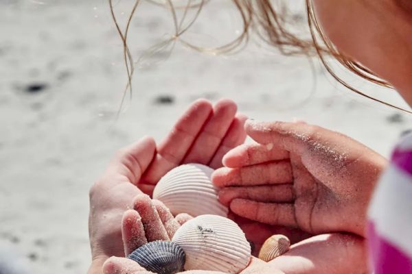 Two people holding seashells with sandy hands, at the beach.