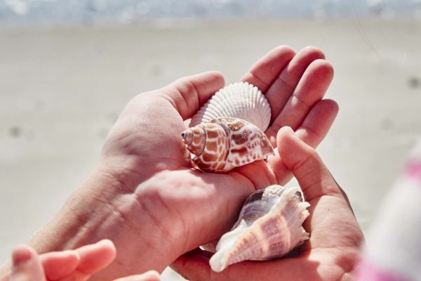 A person is holding assorted seashells in their hands on a beach, with the ocean and sand in the background.