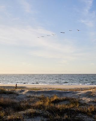 A serene beach scene with people walking, a dog, and birds flying above, captured under a clear blue sky.