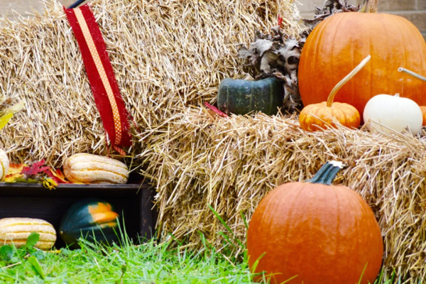 Hay bales with pumpkins and gourds arranged on grass, creating a festive autumn display.