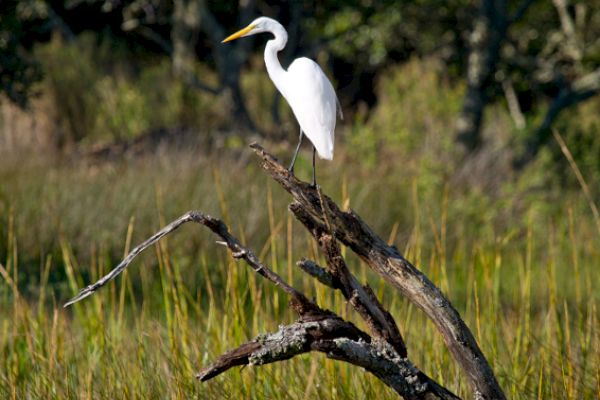A white heron perches on a branch amidst tall grasses, set against a blurred green forest background, capturing a tranquil natural scene.