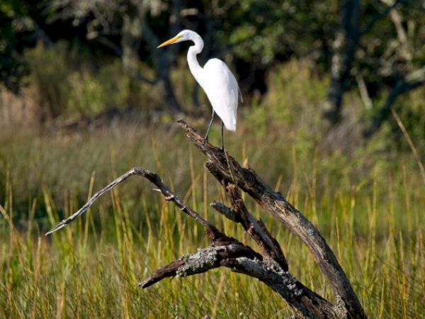 A white heron perches on a branch amidst tall grasses, set against a blurred green forest background, capturing a tranquil natural scene.