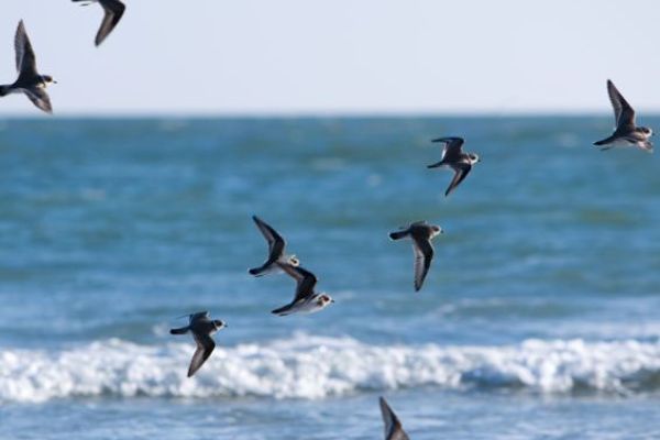 A flock of birds flying over the ocean with waves visible in the background under a clear sky.