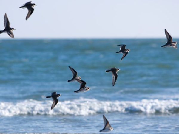 A flock of birds flying over the ocean with waves visible in the background under a clear sky.