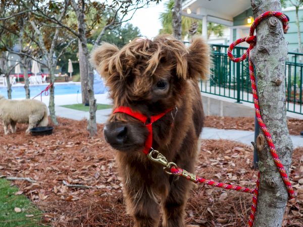 A small, fluffy brown dog on a red leash with a harness, standing on mulch near a tree in a park-like area.