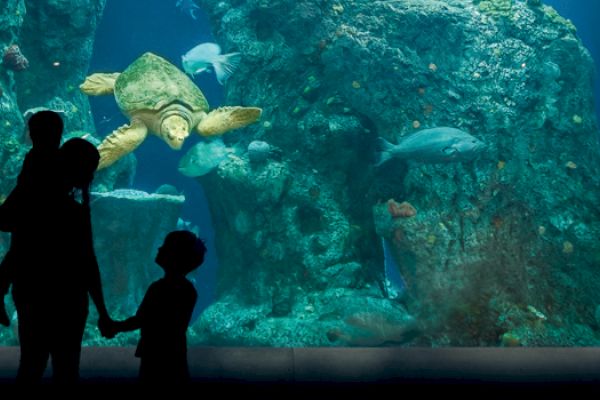 Silhouette of people observing sea life in an aquarium; a turtle and fish swim among rocks in the tank.