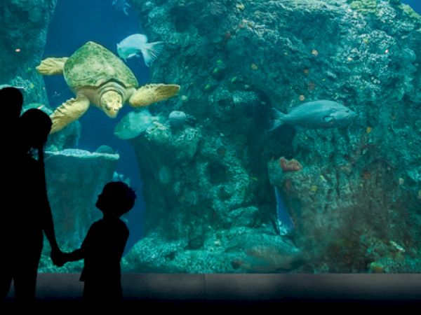 Silhouette of people observing sea life in an aquarium; a turtle and fish swim among rocks in the tank.