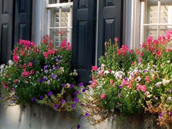 Window boxes filled with vibrant flowers beneath black shuttered windows on a sunny day.