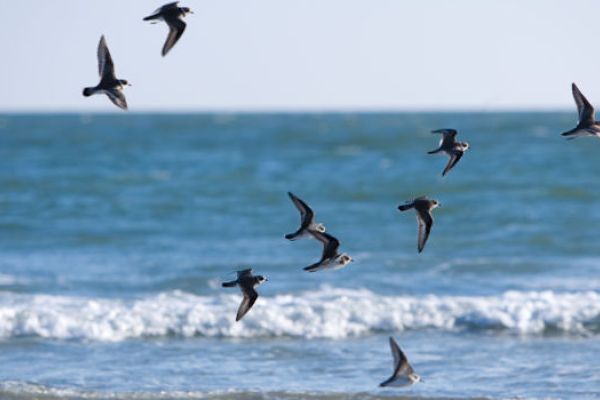 A flock of birds flying above the ocean, with waves visible in the background, under a clear sky.