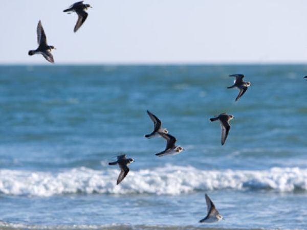 A flock of birds flying above the ocean, with waves visible in the background, under a clear sky.
