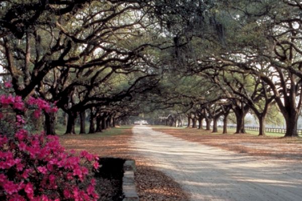 A dirt road lined with large trees creates a canopy; a bush with vibrant pink flowers is seen on the left side of the image.