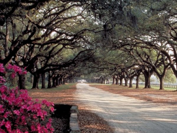 A dirt road lined with large trees creates a canopy; a bush with vibrant pink flowers is seen on the left side of the image.